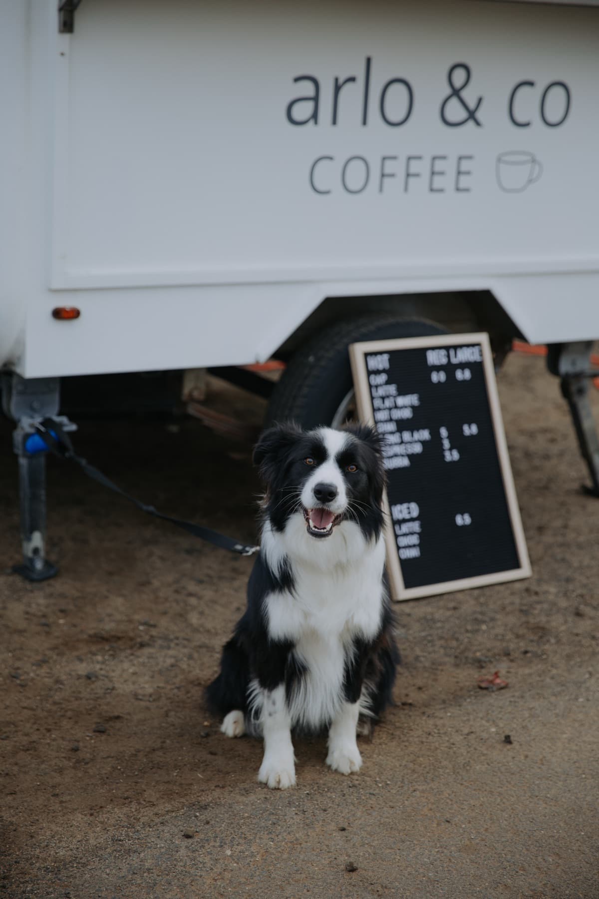 A border collie sitting in front of the Arlo & Co van